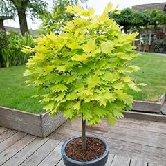 Garden japanese maple for sale  Delivered anywhere in Ireland
