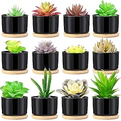 Bokon pcs succulent for sale  Delivered anywhere in USA 