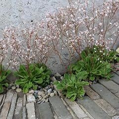 Plant theory 9cm for sale  Delivered anywhere in UK