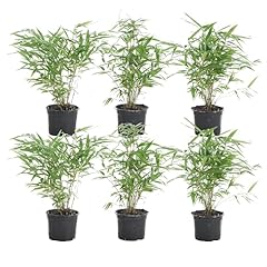 Bloomique 6er set gebraucht kaufen  Wird an jeden Ort in Deutschland