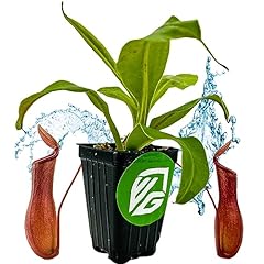 Alata pitcher plant for sale  Delivered anywhere in USA 