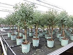 Gruenwaren jakubik eucalyptus gebraucht kaufen  Wird an jeden Ort in Deutschland