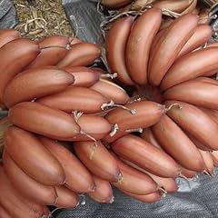 Semi banano alberi usato  Spedito ovunque in Italia 