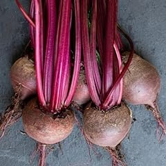 Beetroot seeds 200 for sale  Delivered anywhere in UK