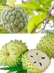 Soursop graviola guanabana for sale  Delivered anywhere in USA 