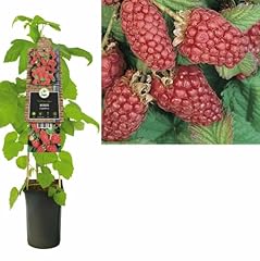 Tayberry hybrid berry for sale  Delivered anywhere in UK