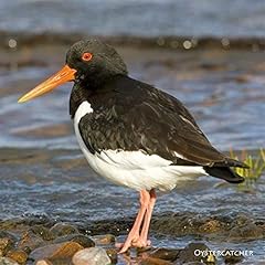 Oystercatcher greeting card for sale  Delivered anywhere in UK