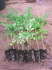 Live plants moringa for sale  Delivered anywhere in USA 