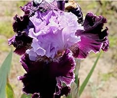 Iris bulbi lampadine usato  Spedito ovunque in Italia 