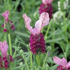 French lavender plug for sale  Delivered anywhere in UK