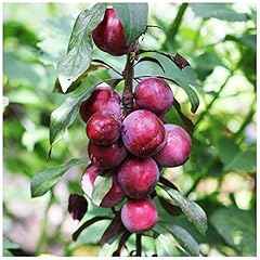 Big juicy victoria for sale  Delivered anywhere in UK
