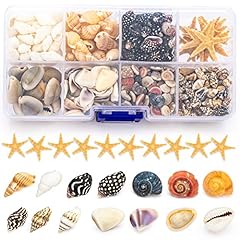 Premium tiny seashell for sale  Delivered anywhere in USA 