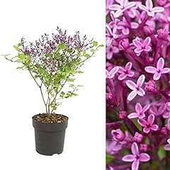 Syringa flowerfesta purple for sale  Delivered anywhere in UK