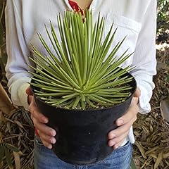 Dwarf hedgehog agave for sale  Delivered anywhere in USA 
