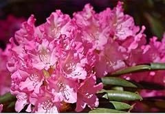 Pink rhododendron dwarf for sale  Delivered anywhere in USA 