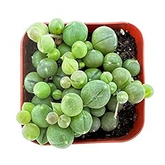 Sprout green live for sale  Delivered anywhere in USA 