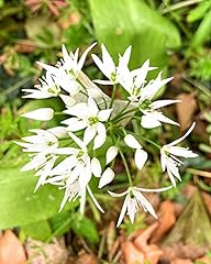 Bulbs allium ursinum for sale  Delivered anywhere in Ireland
