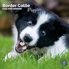 Border collie puppies for sale  Delivered anywhere in Ireland