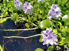 Live water hyacinth for sale  Delivered anywhere in USA 