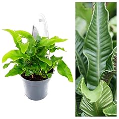 Asplenium scolopendrium fern for sale  Delivered anywhere in UK