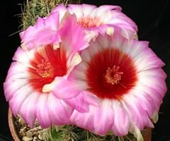 Thelocactus bicolour black usato  Spedito ovunque in Italia 