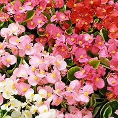 Carbeth plants begonia for sale  Delivered anywhere in UK