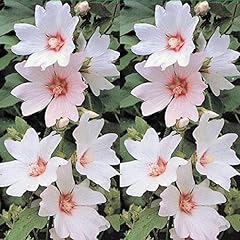 Lavatera barnsley tree for sale  Delivered anywhere in UK