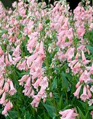 Potted litre penstemon for sale  Delivered anywhere in Ireland