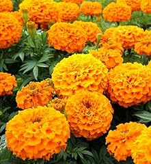 Carbeth plants marigold for sale  Delivered anywhere in UK