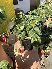 Fragole gigante made usato  Spedito ovunque in Italia 