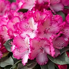 Rhododendron xxl half for sale  Delivered anywhere in UK