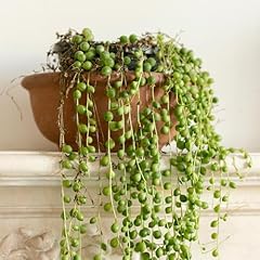 Yougarden string beads for sale  Delivered anywhere in UK