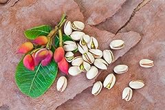 Pistachio nut tree for sale  Delivered anywhere in USA 