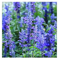 Earthcare seeds blue for sale  Delivered anywhere in USA 