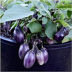Aubergine patio baby for sale  Delivered anywhere in UK