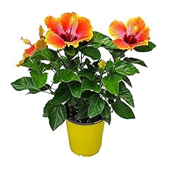 Fiesta hibiscus bush for sale  Delivered anywhere in USA 