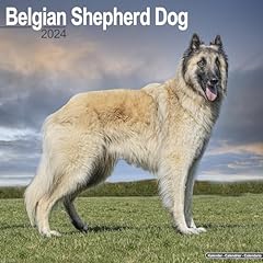 Belgian shepherd dog for sale  Delivered anywhere in UK
