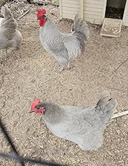 Lavender orpington chicken for sale  Delivered anywhere in USA 