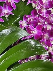Purple dendrobium fresh for sale  Delivered anywhere in USA 