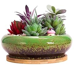Artketty succulent plant for sale  Delivered anywhere in UK