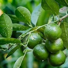 Live citrus plant for sale  Delivered anywhere in USA 