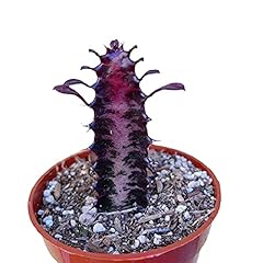 Live cactus plants for sale  Delivered anywhere in USA 