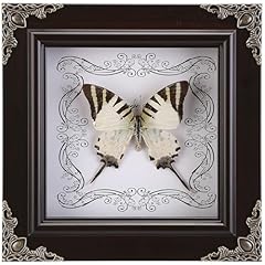 Real butterfly framed for sale  Delivered anywhere in USA 