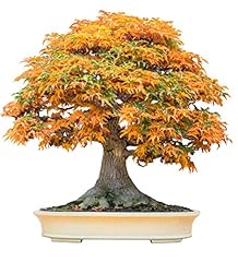 Bonsai tree seeds for sale  Delivered anywhere in USA 