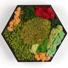 Fossion hexagon moss for sale  Delivered anywhere in USA 