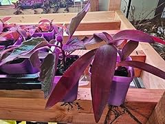Indoor houseplant collection for sale  Delivered anywhere in USA 