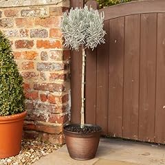 Yougarden lavender munstead for sale  Delivered anywhere in UK