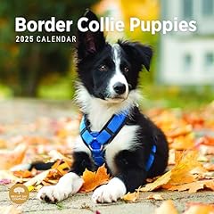 2025 border collie for sale  Delivered anywhere in USA 