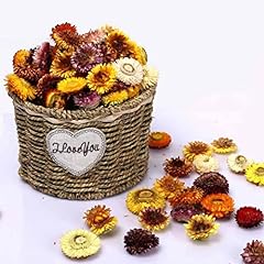 Natural dried daisy for sale  Delivered anywhere in USA 