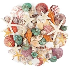 Pcs natural seashells for sale  Delivered anywhere in UK